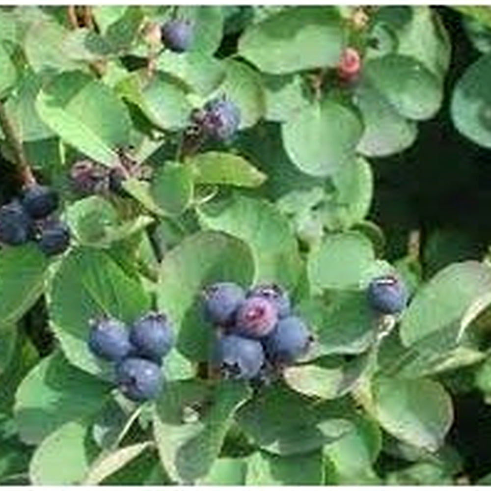 Saskatoon Fruit Seeds for Planting [neera-v5-399d19cb96b705d0049f]