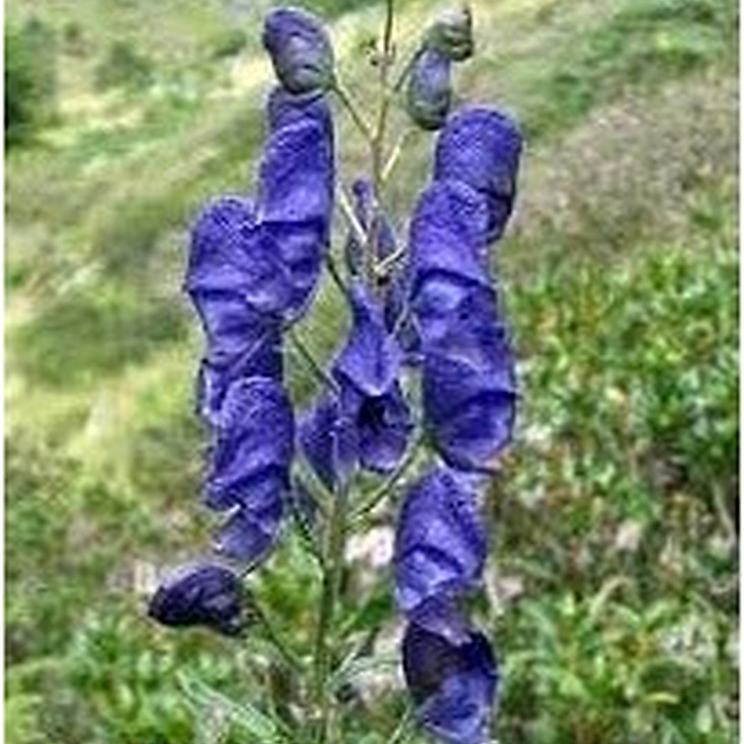 Organic Heirloom Aconitum Flower Seeds for Planting [neera-v5-39a79a9c5da820e8a8b1]