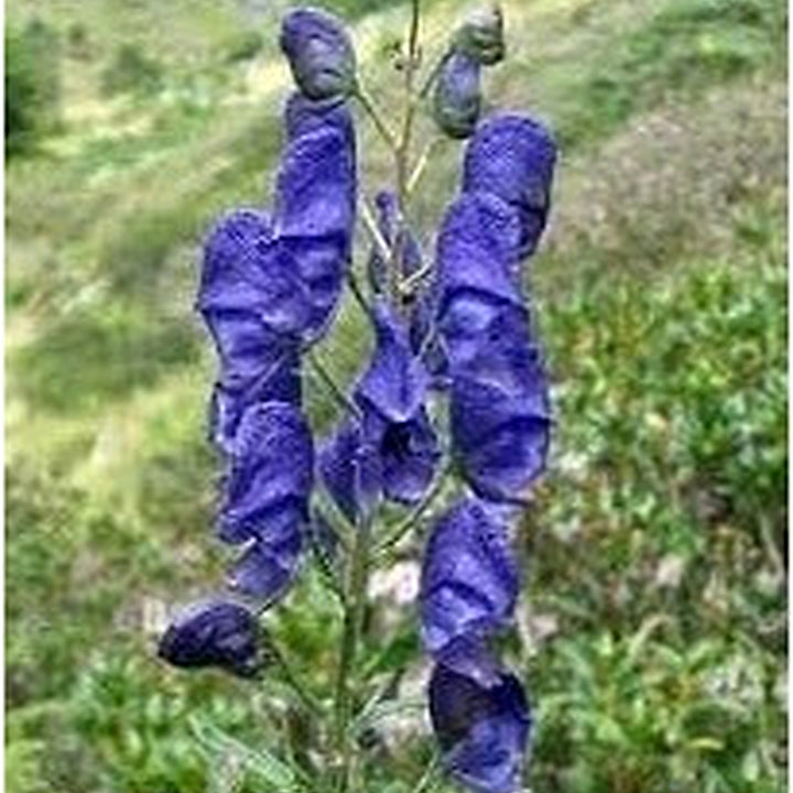 Organic Heirloom Aconitum Flower Seeds for Planting [neera-v5-39a79a9c5da820e8a8b1]