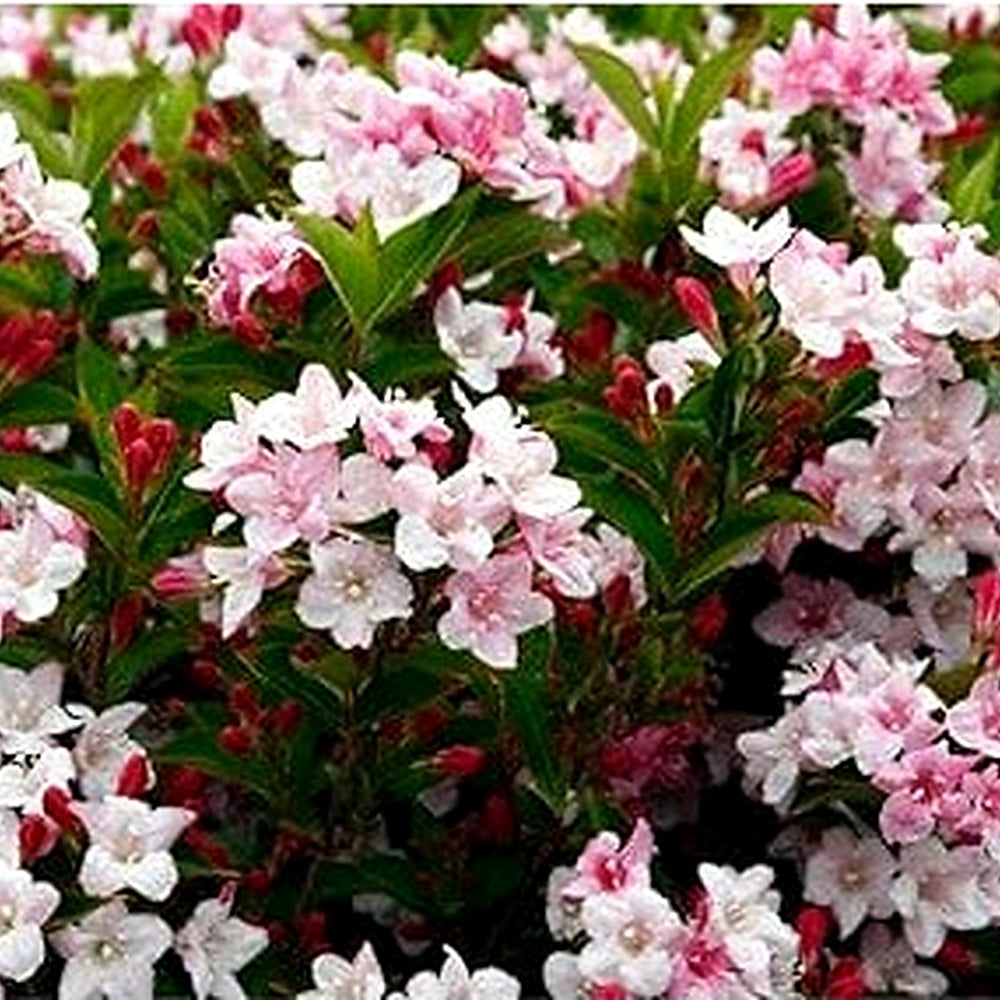 Mixed Weigela Flower Seeds [neera-v5-39a80fc65058a4922234]