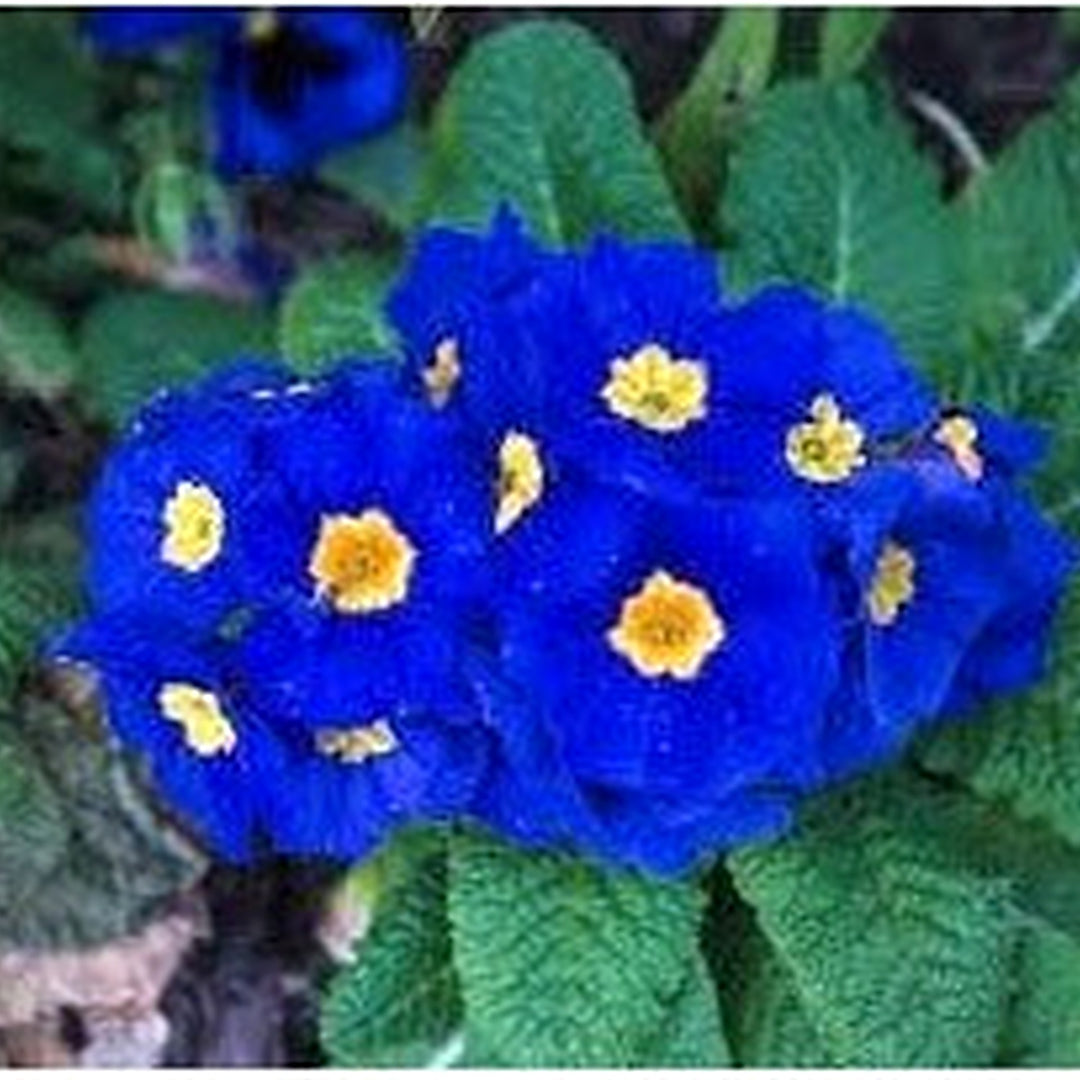 Heirloom Non-GMO Primrose Flower Seeds for Planting [neera-v5-39af180c6181d92fc167]