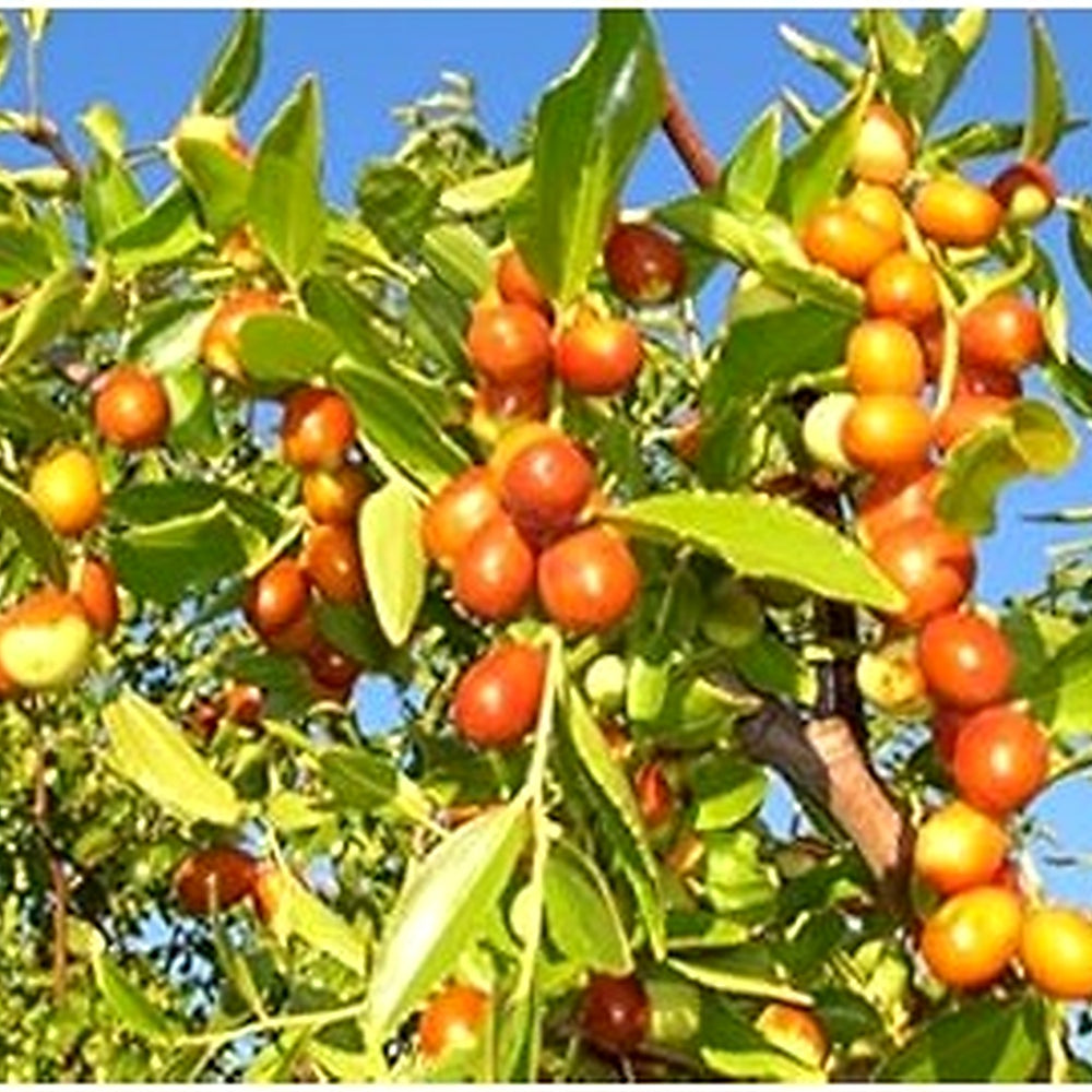 Green Ziziphus Plant Seeds for Planting [neera-v5-39cda3cfcebbc9af07a1]