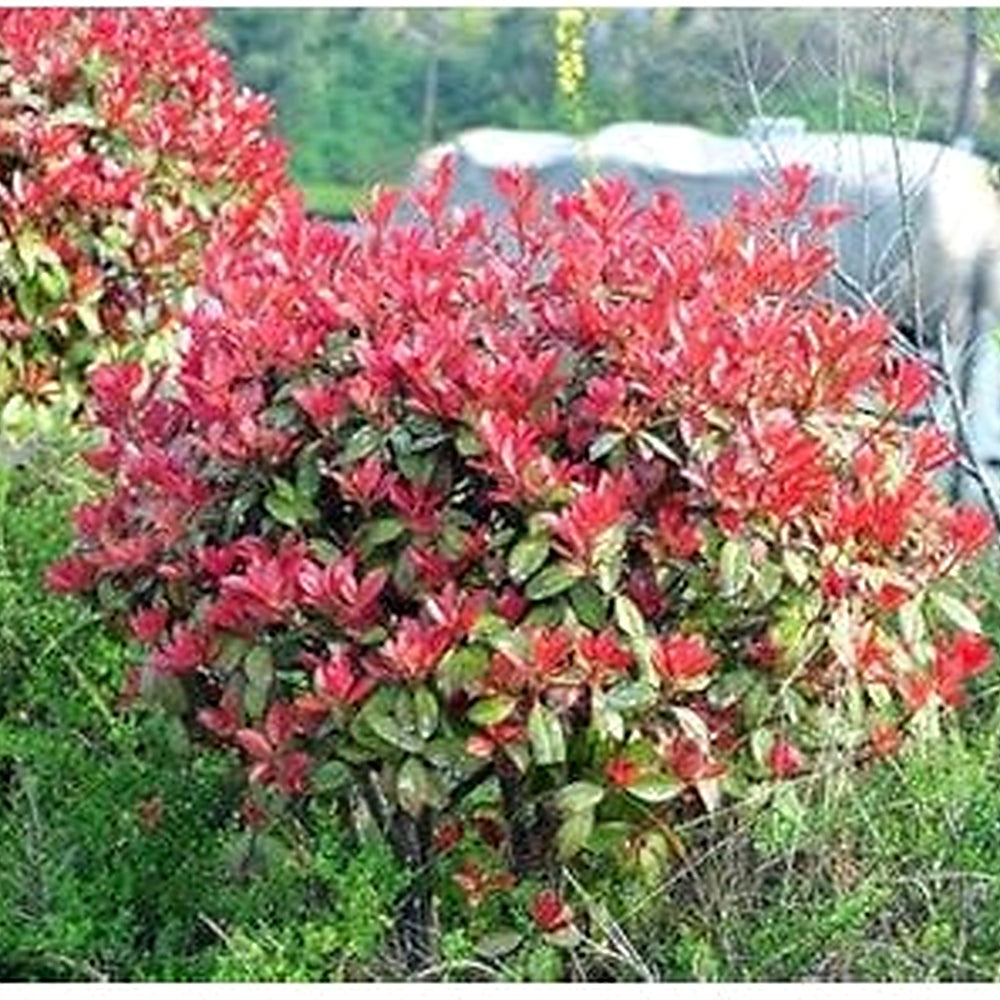 Photinia Plant Seeds for Garden Planting [neera-v5-39cee32810bd7997de77]