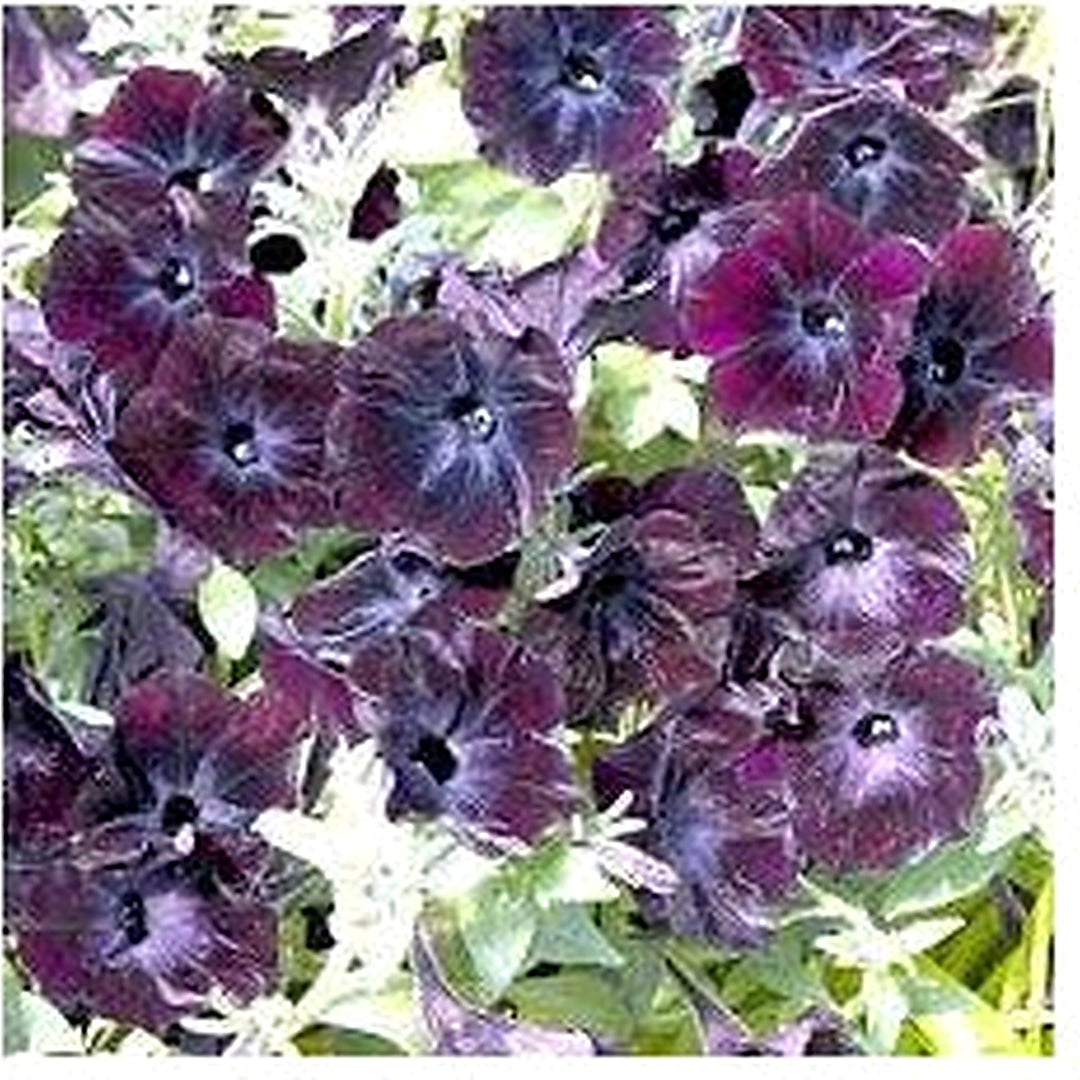 Petunia Debonair Black Cherry Seeds [neera-v5-39d44569cf8dde322742]