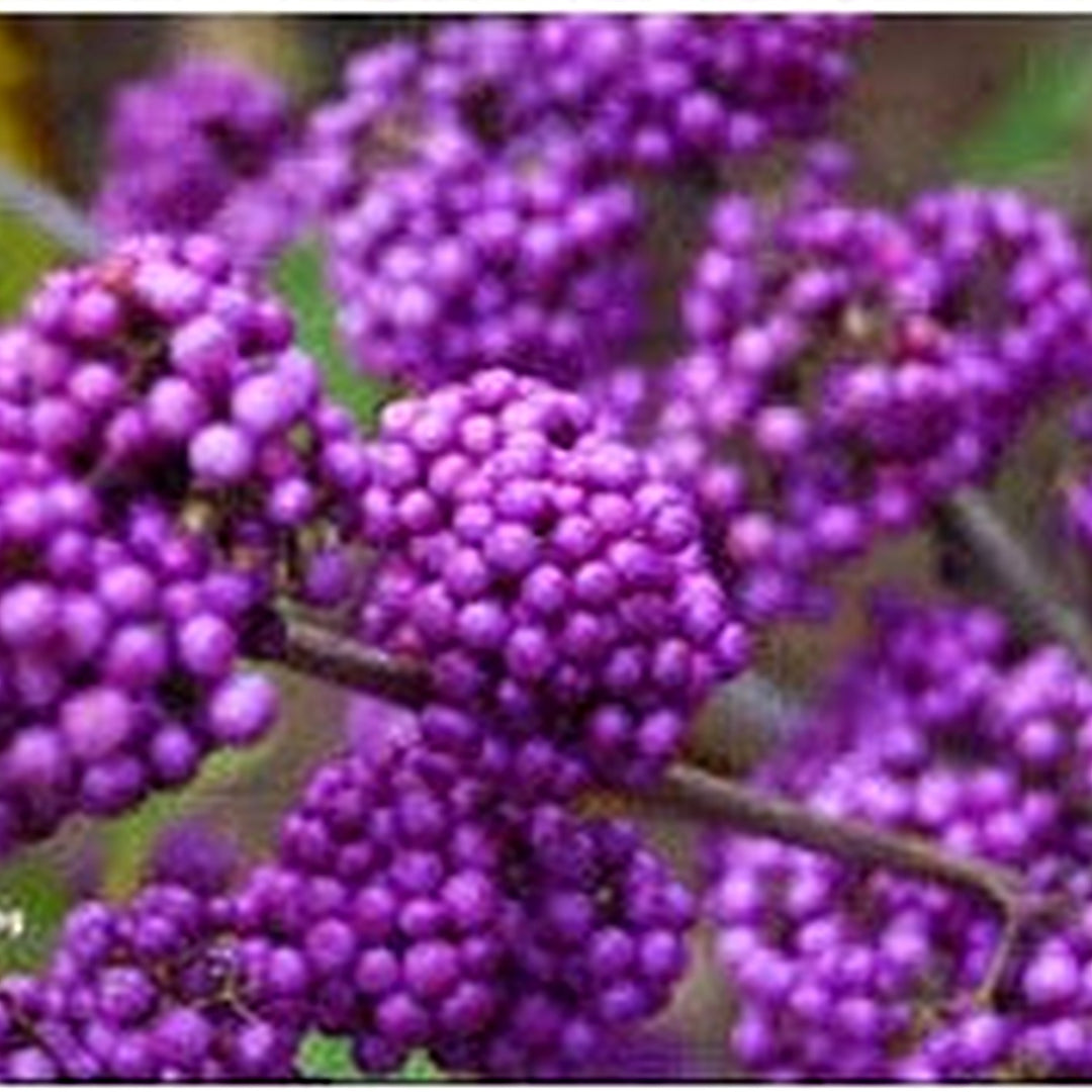 Purple Callicarpa (Beautyberry) Bush Fruit Seeds for Planting [neera-v5-39dd3e4cd4291ba95ad7]