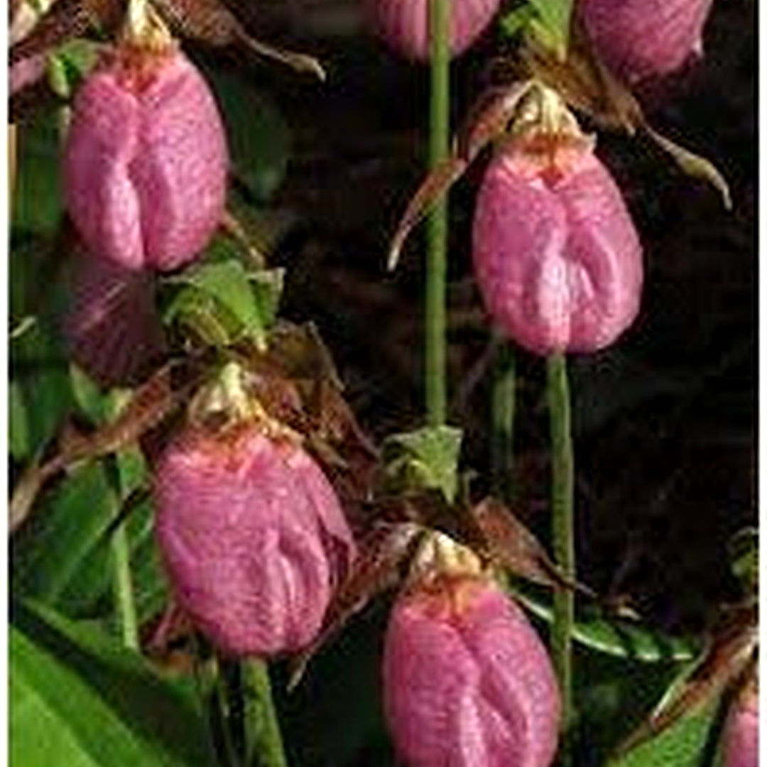 Pink Cypripedium Acaule Flower Seeds for Planting [neera-v5-39df7121284479159405]