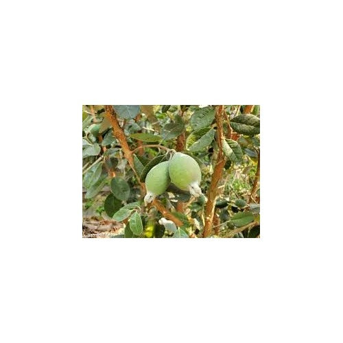 Pineapple Guava (Feijoa) Fruit Seeds for Planting [neera-v5-39e082bb279b0900df74]