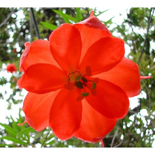 Heirloom Non-GMO Passiflora Parritae Flower Seeds for Planting [neera-v5-39e85370fad3a086c197]