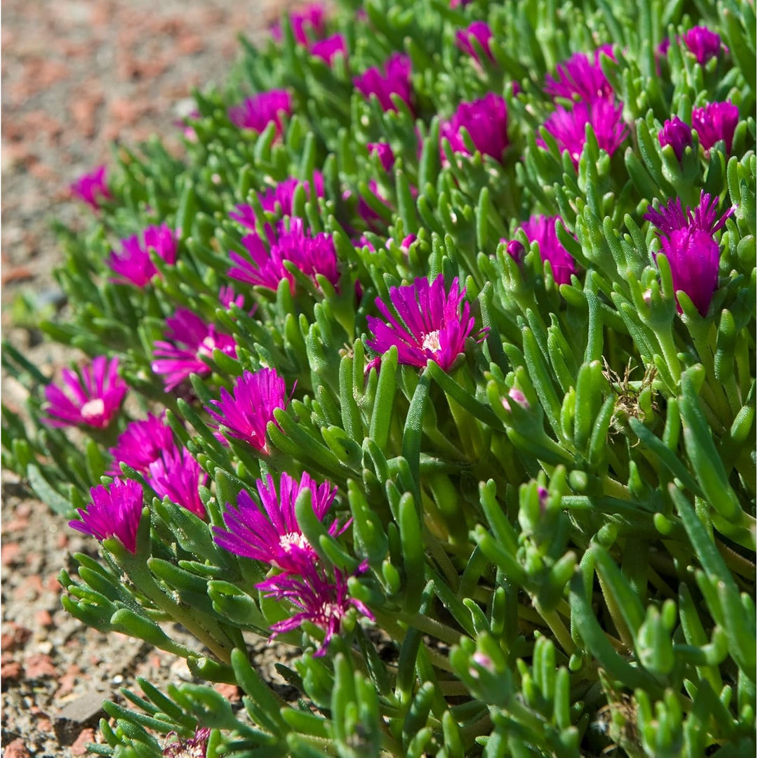 Lavender Organic Heirloom Non Gmo Delosperma For Planting Succulent Blooms Flower Seeds for Home [neera-v5-39fd09087523bbaa936b]