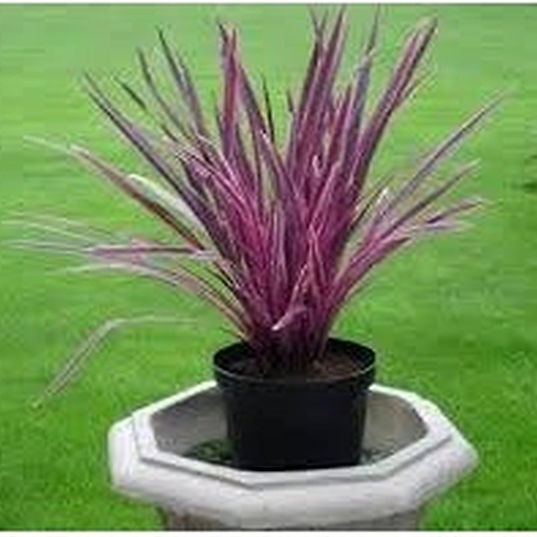 Heirloom Cordyline Plant Seeds Non-GMO for Garden Planting Colorful Tropical Foliage [neera-v5-39fd53213cd7b3f1da2d]