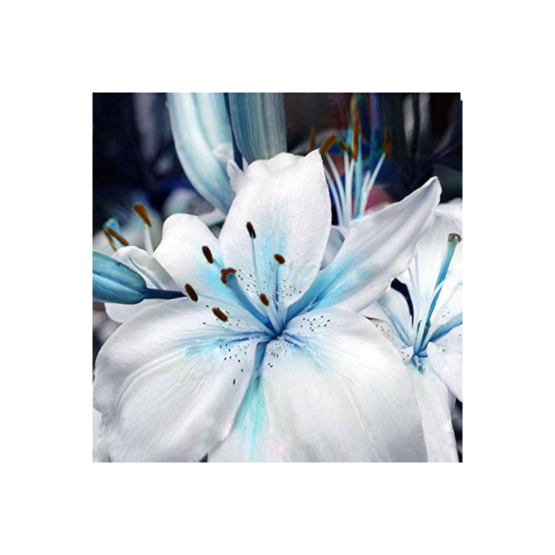Blue Heart Lily Nymphaea Caerulea Flower For Planting In Backyard Ponds Water Gardens Flower [neera-v5-3a04c34affa4cab70edb]