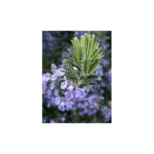 Heirloom Non-GMO Lavender Rosemary Herb Seeds for Planting [neera-v5-3a07dec2908b360aa619]
