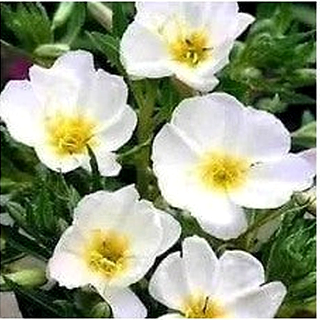 White Evening Primrose Flower For Planting Non Gmo Flower Seeds for Home Garden Planting, Vibrant [neera-v5-3a0c33ef53a7e40fd963]