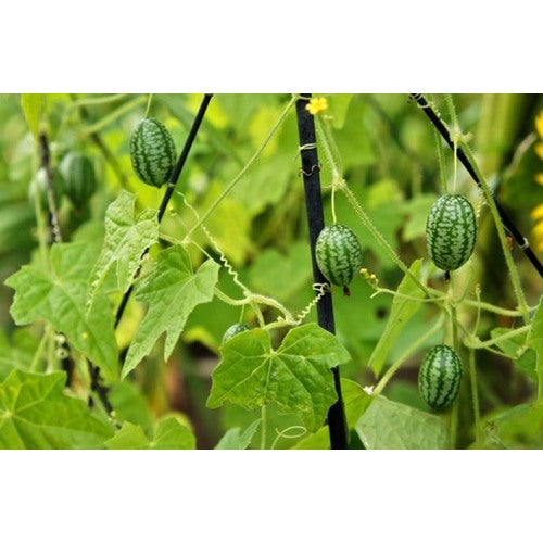 Heirloom Non-GMO Cucamelon Seeds (Green Scabra) for Planting | Organic Garden High Germination Seeds [neera-v5-3a0eefd89ba882cdb3b7]