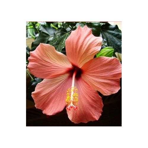Heirloom Non-GMO Peach Hibiscus Flower Seeds for Planting [neera-v5-3a110130284fce679358]