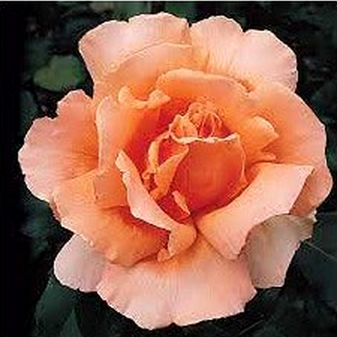 Orange Joey Hybrid Tea Rose Plant Seeds for Planting | Heirloom Non-GMO High Germination Organic Garden Seeds [neera-v5-3a148a2135c16367aad8]