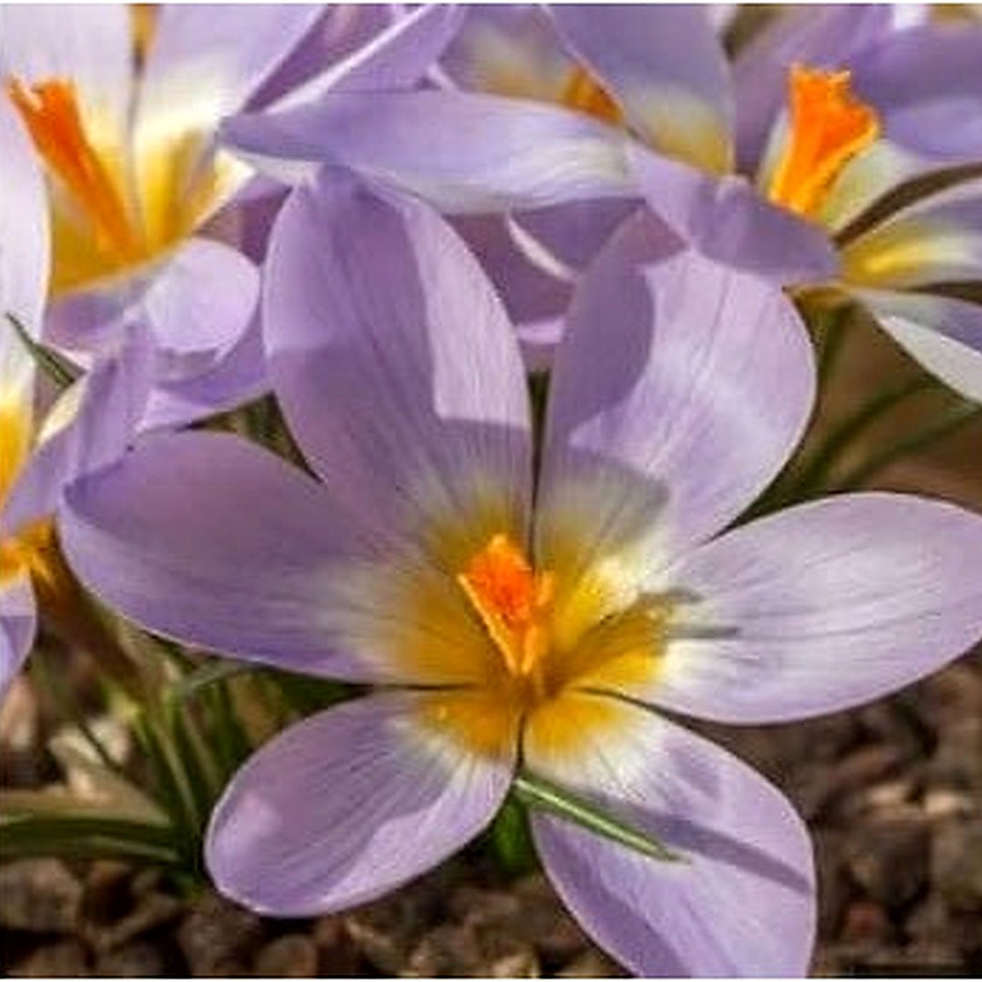 Heirloom Blue Yellow Crocus Flower Seeds [neera-v5-3a1ae2010ee736d813fd]