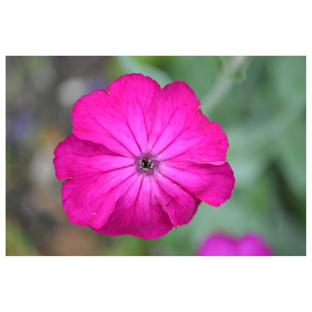 Campion Lychnis Coronaria Konigs Lichtnelke Flower For Planting In Home Garden Beds Flower Seeds [neera-v5-3a1f009c21c7c88a1295]