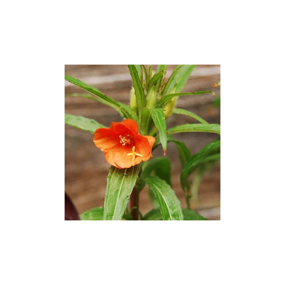 Orange Organic Heirloom Non Gmo Evening Primrose For Planting Fragrant Blooms Flower Seeds for Home [neera-v5-3a1f4243cd89f57c41b4]