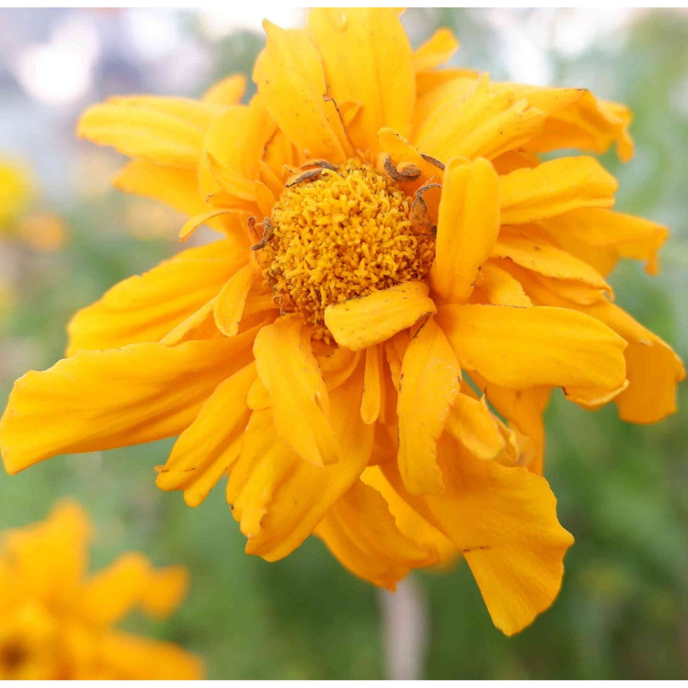 Yellow Marigold Tangerine Flower Planting Heirloom And Non Gmo Beautiful Home Garden Flower [neera-v5-3a22348b053046649d70]