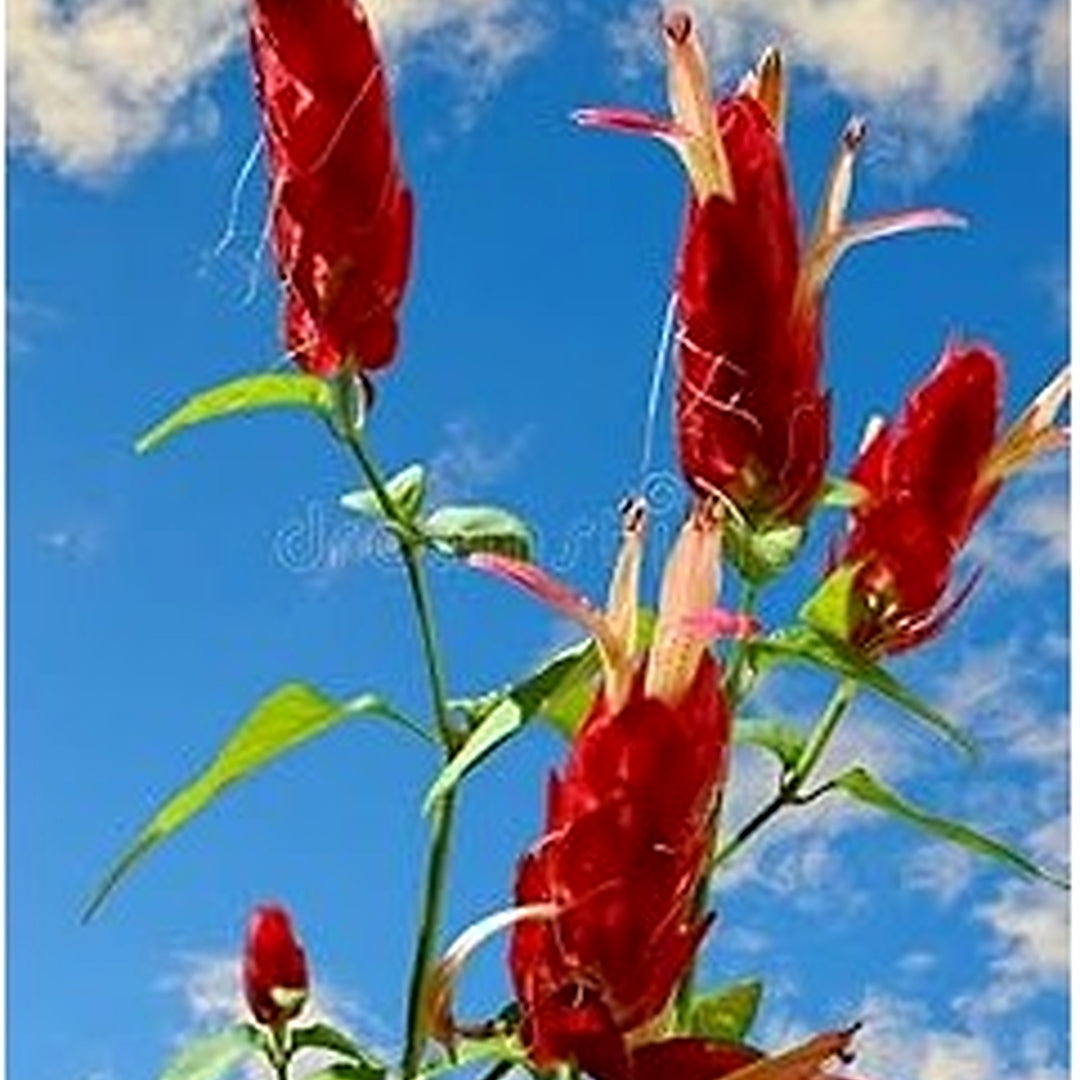 Red Pachystachys Flower Seeds for Planting [neera-v5-3a3eece9d05838319f3b]