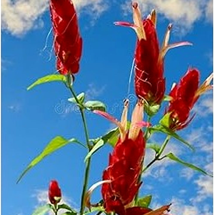 Red Pachystachys Flower Seeds for Planting [neera-v5-3a3eece9d05838319f3b]