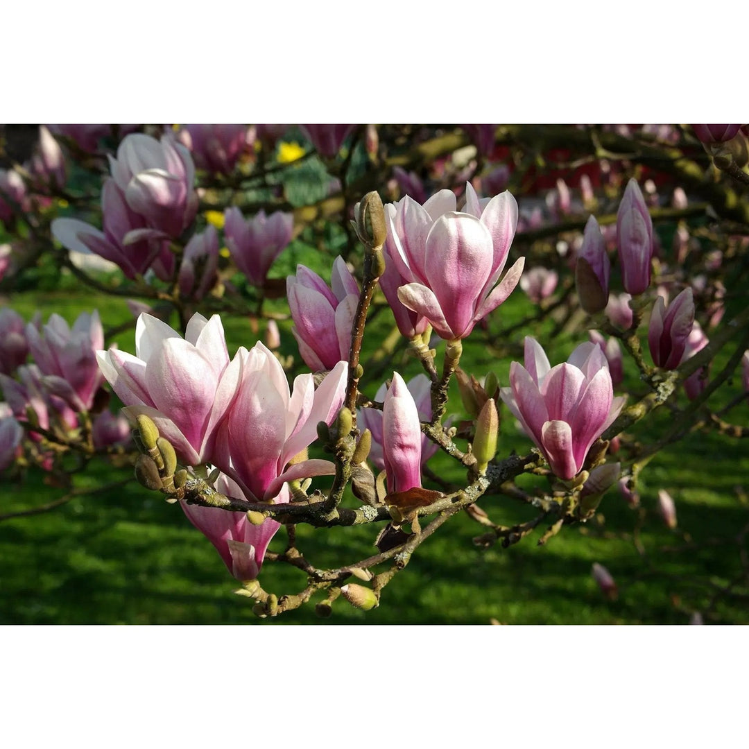Pink Light Yulan Flower For Planting Non Gmo Flower Seeds for Home Garden Planting, Landscape [neera-v5-3a467e48a118853fcfeb]
