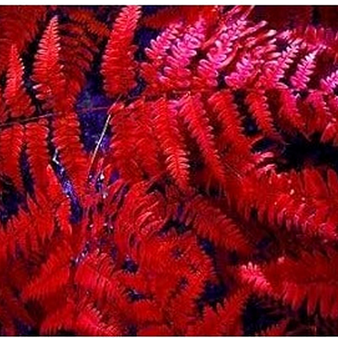 Red Fern Flower Seeds for Planting [neera-v5-3a4aa1835229b1807c6e]