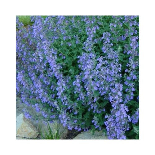 Lavender Blue Catmint Heirloom Perennial Teas Insect Repellant Non Gmo Perennial Pollinator [neera-v5-3a4ddf3f6b1a044578d6]
