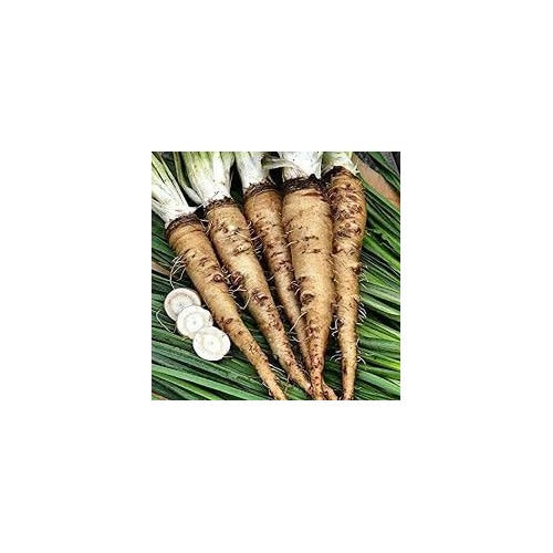 Horseradish Seeds for Gardening [neera-v5-3a519a5fd4df32101b9f]