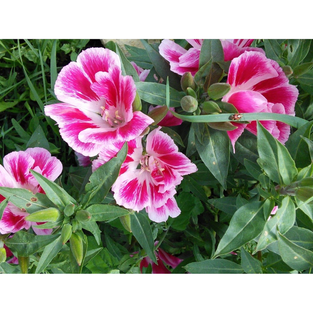 Pink White Clarkia Flower For Planting Flower Seeds for Home Garden Planting, Landscape Organic [neera-v5-3a59f97320d643119afd]