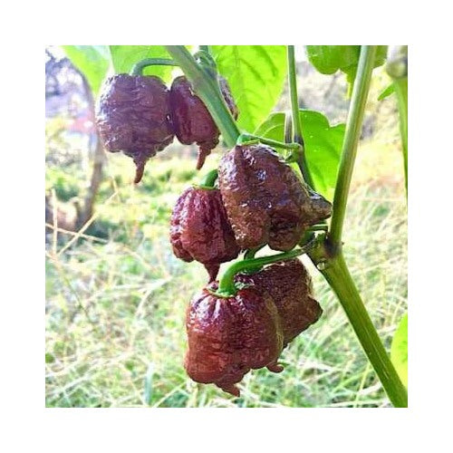 Chocolate Carolina Reaper Chili Pepper Planting World Record Hot Peppers Heirloom Non Gmo [neera-v5-3a780af454f848bc3b14]