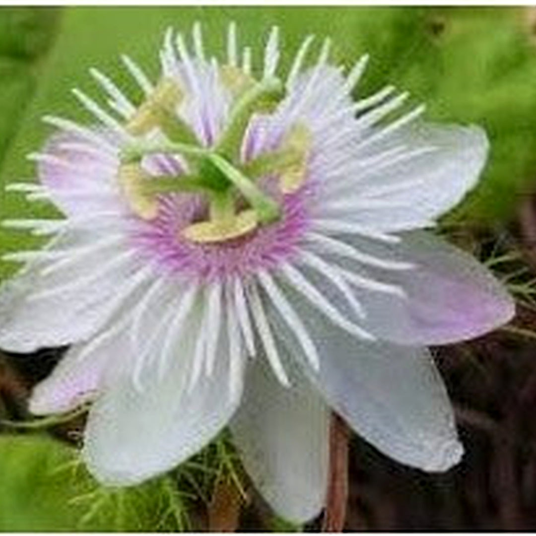Organic Heirloom White Passiflora Incarnata Flower Seeds for Planting | Non-GMO Organic Garden Seeds with High Germination [neera-v5-3a80a221533aa38a6016]
