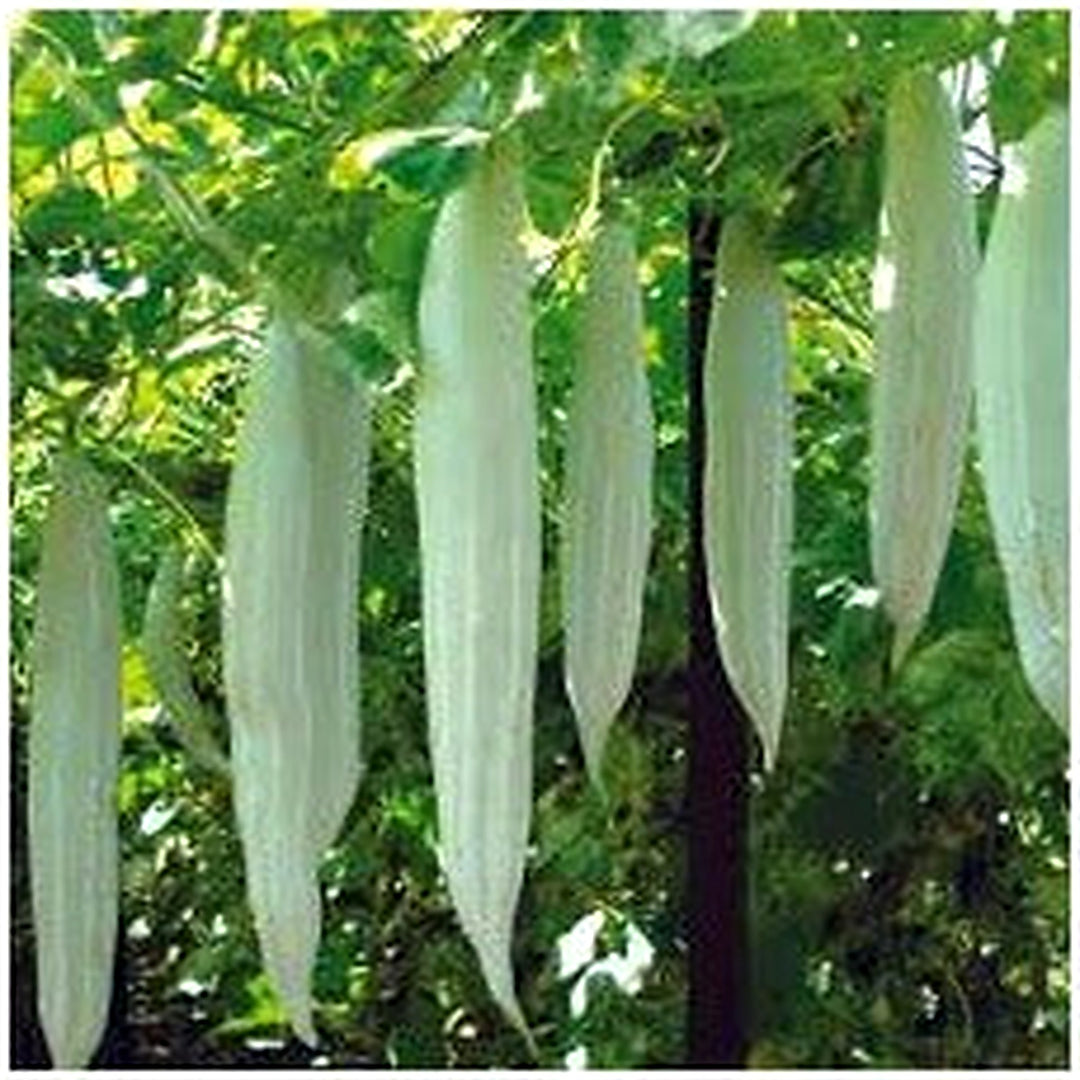 Suakwa (Snake Gourd) Seeds for Planting [neera-v5-3a83b4a19b01c76276c6]