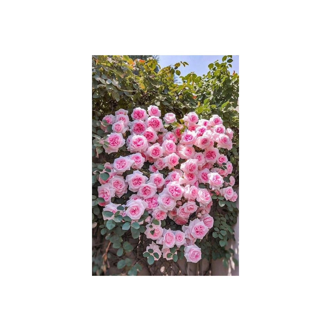 Chinese Climbing Rose Rosa Chinensis Flower For Home Trellises Backyard Gardens Flower Seeds [neera-v5-3a9608ebb21b9b7e1b17]