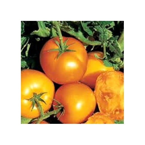 Yellow Tomato Seeds for Planting [neera-v5-3a9ef7ed89e20898e0fd]