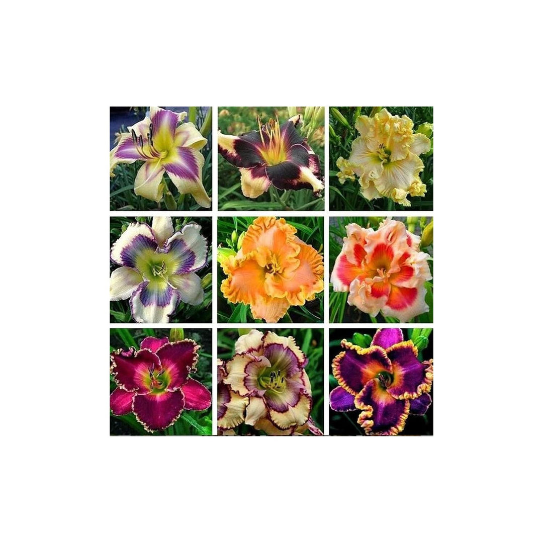Daylily Hemerocallis Desperado Flower For Planting In Backyard Gardening Perennial Borders [neera-v5-3ab6253b9766093c6b48]