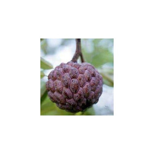 Fresh Burgundy Sugar-Apple Tree Seeds [neera-v5-3ab973fa45fe0ccd2441]