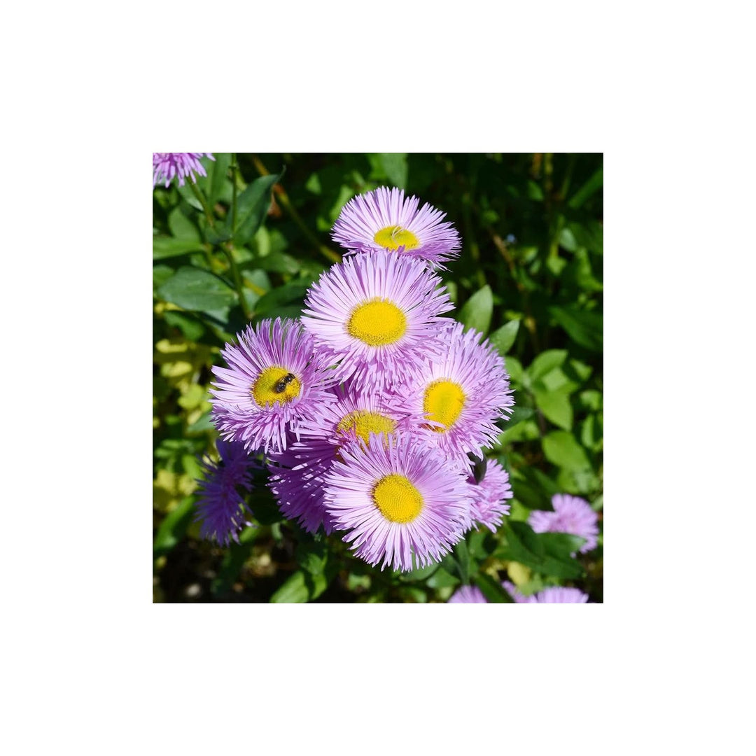 Fleabane Daisy Erigeron Speciosus Flower For Planting In Wildflower Gardens And Cottage Garden Beds [neera-v5-3ac9323d42f29780be3a]