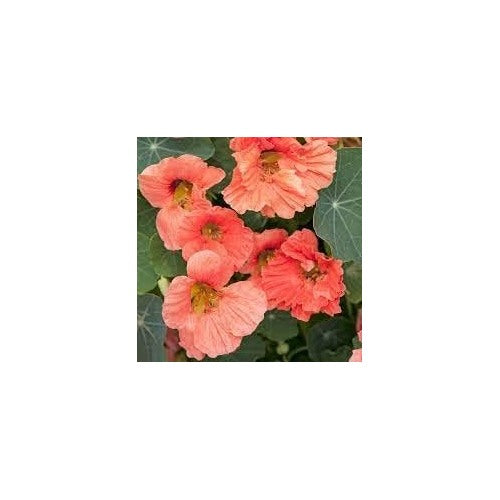 Heirloom Non-GMO Peach Nasturtium Flower Seeds for Garden Planting [neera-v5-3acb3144961896180143]