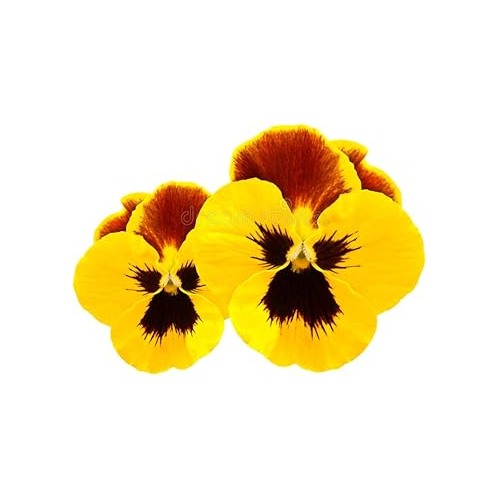 Pansy Flower Seeds Yellow for Planting | Heirloom Non-GMO High Germination Organic Garden Seeds [neera-v5-3acceb31892048b21de7]
