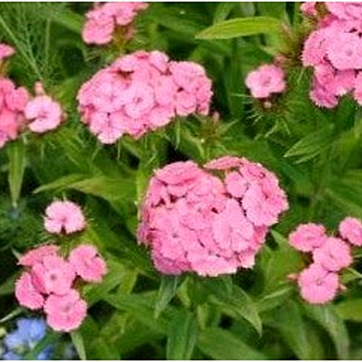 Light Pink Dianthus Flower Seeds for Planting, NON GMO Seeds [neera-v5-3accfda21ac2279eb45c]