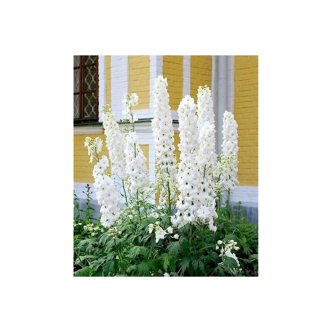Delphinium Flowering Plant For Backyard Gardening Outdoor Planting Flower Seeds for Home Garden [neera-v5-3acd18fc76d50409dbfa]