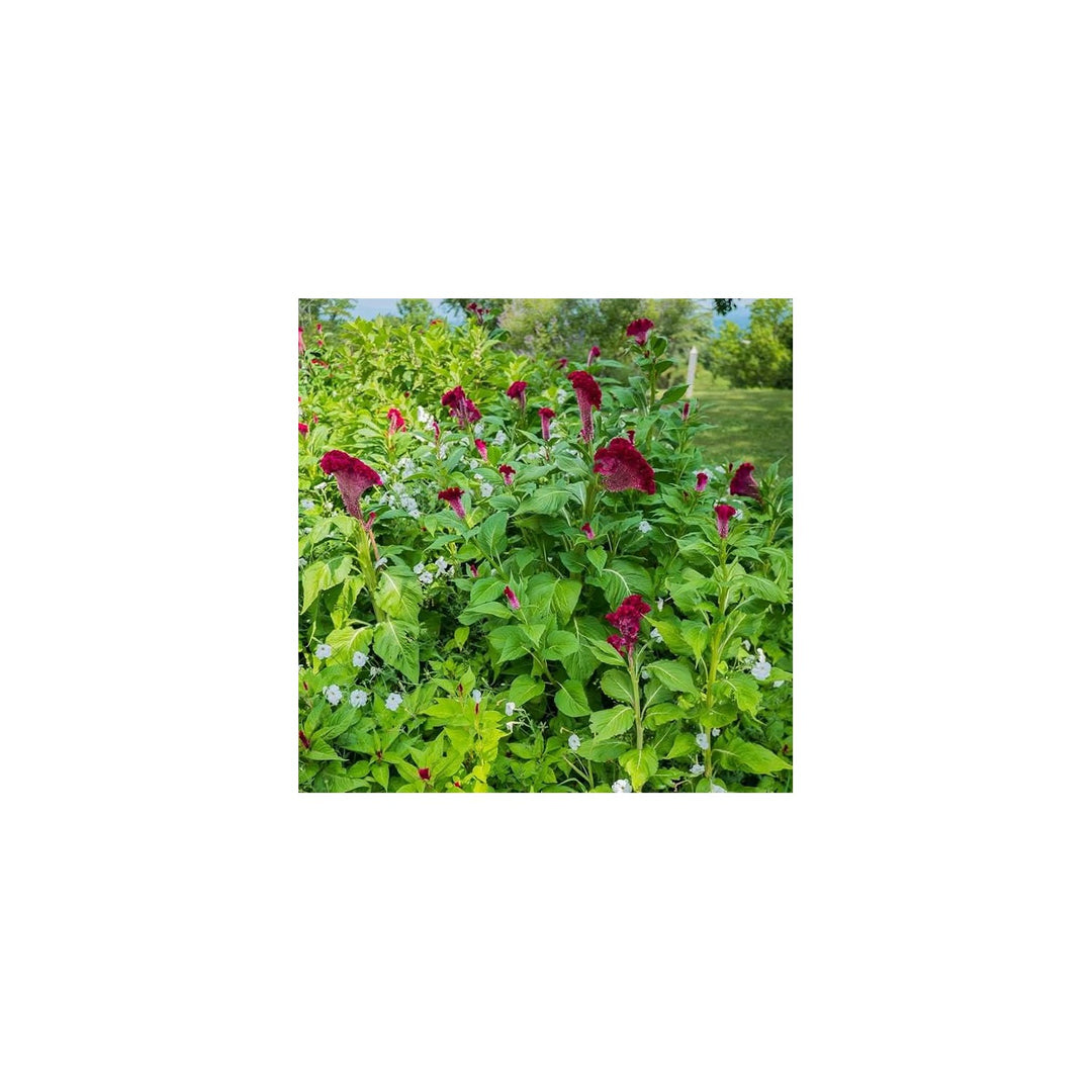 Chinese Pteris Pinnate Cockscomb Celosia Spicata Flower Seeds for Home Garden Planting, Decorative [neera-v5-3ad230434223f48bb9cc]