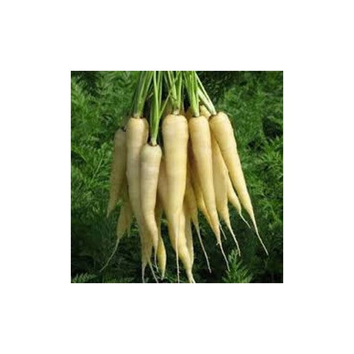 White Carrot Seeds for Planting [neera-v5-3ada436ce7abf113fa81]