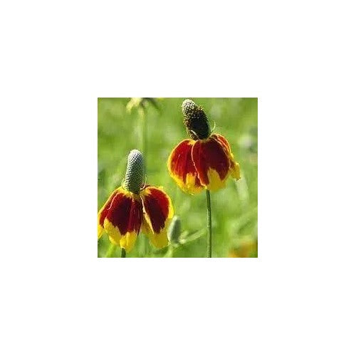 Mexican Hat Wildflower For Planting Non Gmo Flower Seeds for Home Garden Planting, Colorful Organic [neera-v5-3adb615a79d12b50b09b]