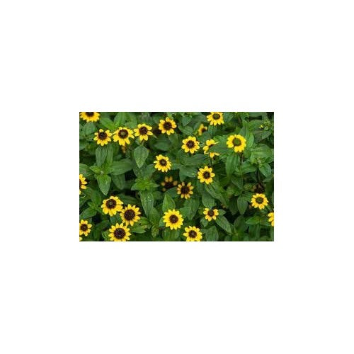 Yellow Creeping Zinnia Flower Seeds [neera-v5-3ae0355a93f6d4d7b2ec]