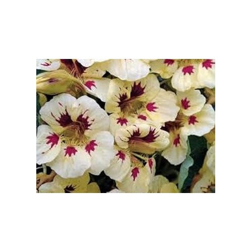 Heirloom Non-GMO Cream Pink Nasturtium Flower Seeds for Garden Planting [neera-v5-3aedc65c34d5ebbea14c]