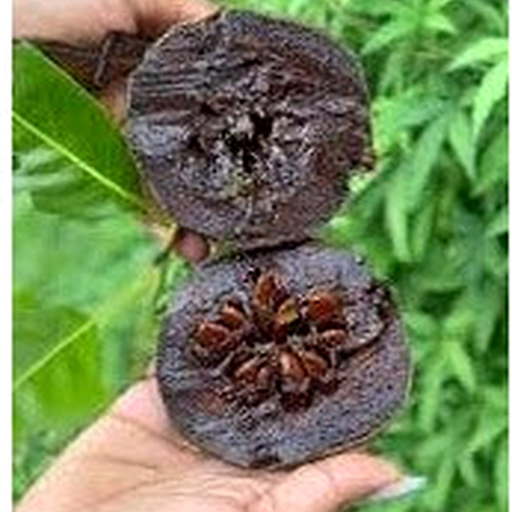 Diospyros Digyna Chocolate Pudding Fruit Seeds [neera-v5-3aef29834102fc7dbfbe]