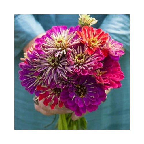 Zinnia Meteor Shower Mixed Colors Flowers Hard To Find Usa Non Gmo Heirloom Easy To Grow Annual [neera-v5-3af26680438990494d50]